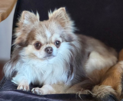 Étalon Chihuahua - Urko de la celiane