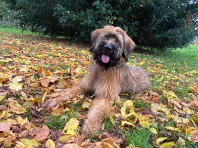 Étalon Berger de Brie - ANOUCHKA Du Clos De Bertrey