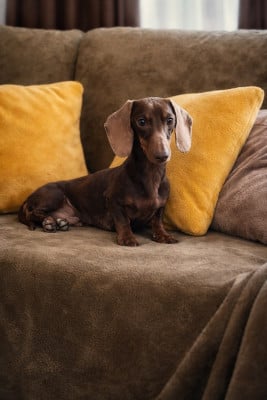 Étalon Teckel poil ras - Vycram de gupi