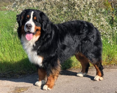 Étalon Bouvier Bernois - Bollbölen Swiss Wilburg