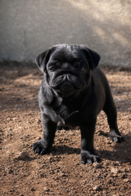 Étalon Carlin - Bloom Les Gardiens Du Pitchoun