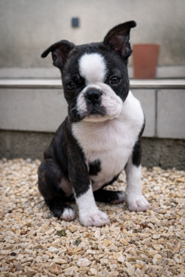 Étalon Boston Terrier - Angel des lavandes de la Sainte Victoire