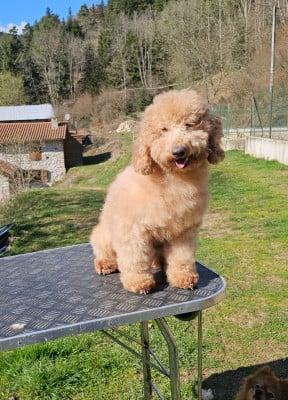 Étalon Caniche - Usha du Moulin de la Terrasse