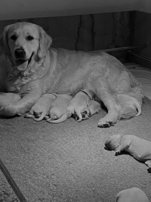 Étalon Golden Retriever - VANILLE De La Villa De L'Elixir D'Or