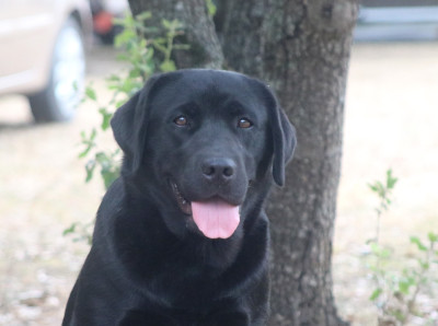 Étalon Labrador Retriever - Sweet Puppets des Vents de la Cavayère des Vents de la Cavayere