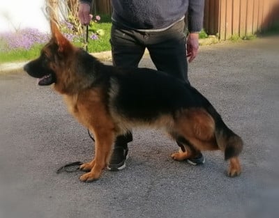 Étalon Berger Allemand - VERRO Du val de la houée