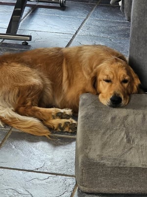 Étalon Golden Retriever - Déméter L'Orée De Lexenna