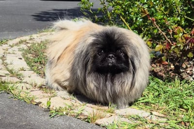 Étalon Pekinois - ULHAN J M's Vagab