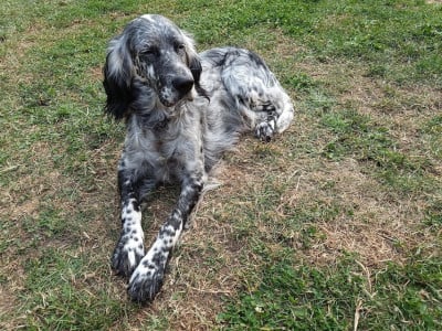 Étalon Setter Anglais - Taïga 1 du bois hamon