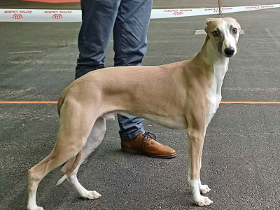 Victorien du haras d'hélios