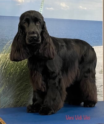 Étalon Cocker Spaniel Anglais - CH. Veni vidi vici canal des marais