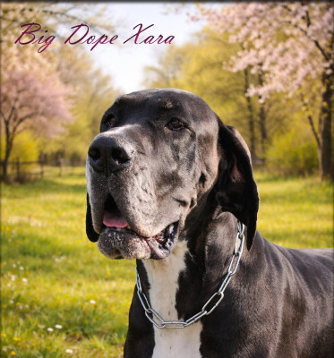 Étalon Dogue allemand - big dope Xara