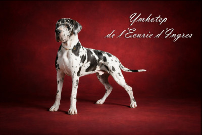 Étalon Dogue allemand - Ymhotep de l'ecurie d'ingres