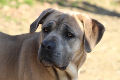 Vanille de Genevayse