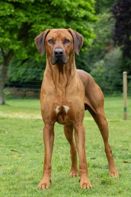 Étalon Rhodesian Ridgeback - Sirius (Sans Affixe)