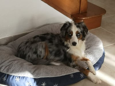 Étalon Affenpinscher - Paillette (Sans Affixe)