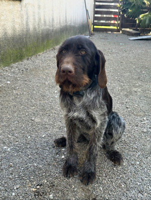 Étalon Chien d'arrêt allemand à poil dur - vicki du Clos du Chasseur