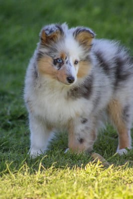 Étalon Shetland Sheepdog - Alors c'est une évidence De La Vallée De Rivendell