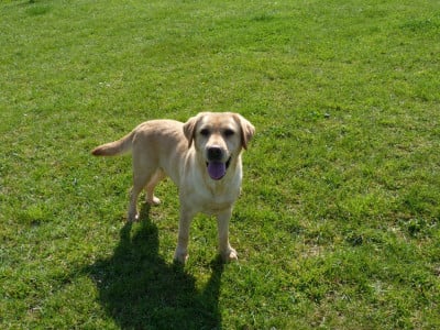 Étalon Labrador Retriever - Tequila Du Mas De La Hillane