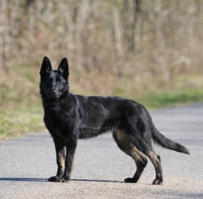 Étalon Berger Allemand - Akira « Huguette » Du domaine d Hilara