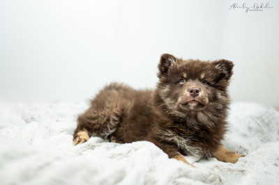 Étalon Chien finnois de Laponie - Winter Never Dies Arc en Ciel Rouge