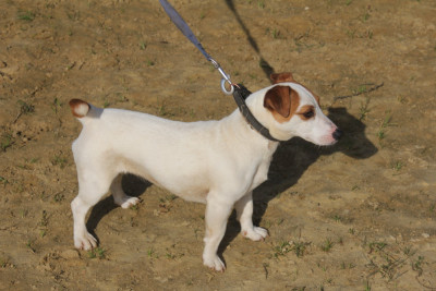 Étalon Jack Russell Terrier - UNIQUE Du champ de l'ormeau
