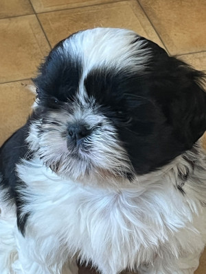 Étalon Shih Tzu - Bonbon De Pepsie Pep's