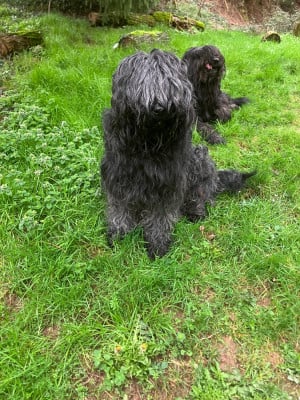 Étalon Berger de Brie - Talie noire De La Baie D'adonis