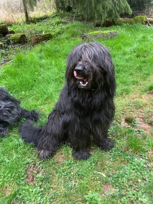 Étalon Berger de Brie - VELOURS Des Feuilles Bleues