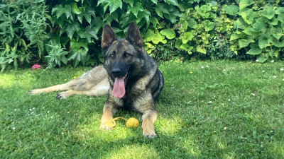 Étalon Berger Allemand - Shiva des moustiques du ried