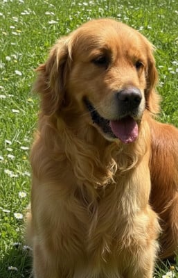 Étalon Golden Retriever - Eldoragold R'ry Potter