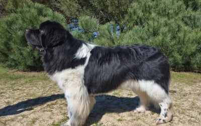 Étalon Terre-neuve - Ulyss de la baie blanche}