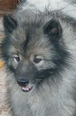 Étalon Spitz allemand - Marie Dog's RICCO ANGELO DI BELLEZZA