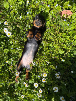 Étalon Teckel poil ras - Blair des bords d'avene