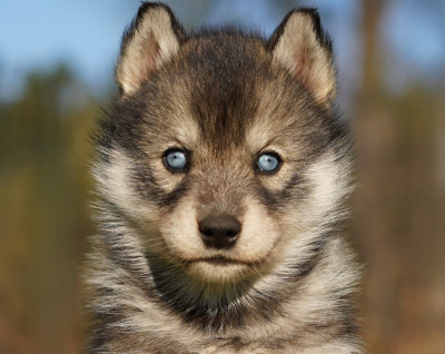 Étalon Siberian Husky - Alcateia Das Neves Borea