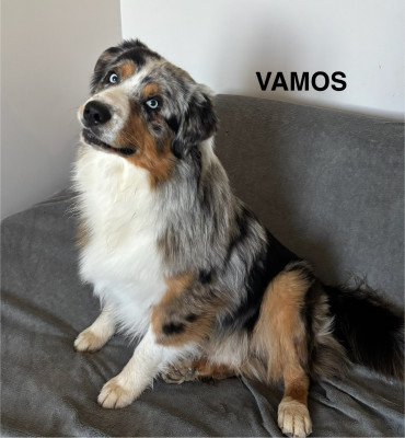 VAMOS Des Rêves Du Berger