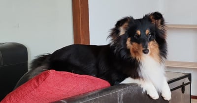 Étalon Shetland Sheepdog - Vedette du Val de Kiwitam