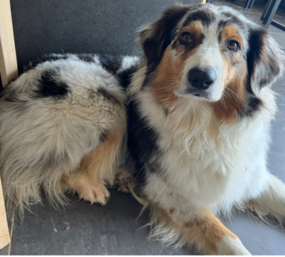 Étalon Berger Australien - Thebes des Bergers d'Ysia