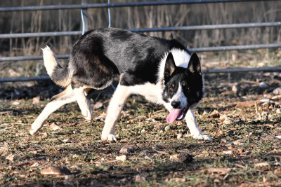 Étalon Border Collie - Alba Du Rocher De Cire