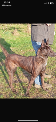 Étalon Berger hollandais - Utah Du blason à croix d'argent