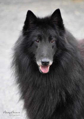 image de Nostradamus