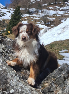 Étalon Berger Américain Miniature - Adventure Moon Aikoo Of Mountains Love (Sans Affixe)