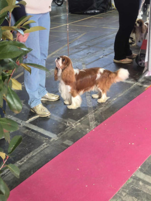 Étalon Cavalier King Charles Spaniel - CH. Vagabond Du Domaine De La Fleur De Lys