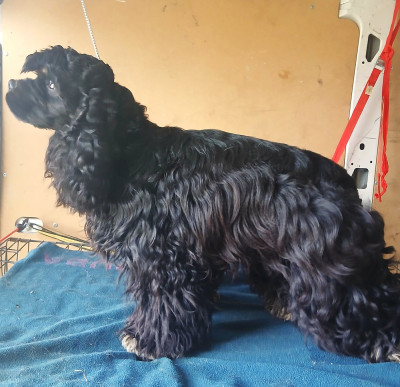 Étalon American Cocker Spaniel - ATLAS des jardins de Loane
