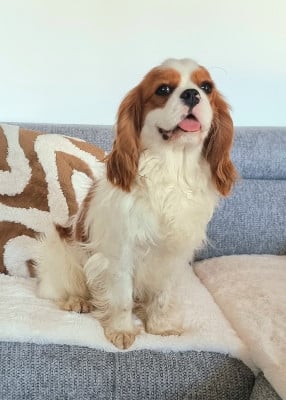 Étalon Cavalier King Charles Spaniel - Alando dit Aaron De La Bergerie D'Argent