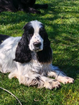 Étalon Cocker Spaniel Anglais - Addict to You of Shaggy Love