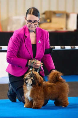 Étalon Shih Tzu - Avanne aie De Pepsie Pep's