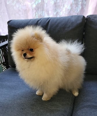 Étalon Spitz allemand - Automne petit trésor Kalivae's Stafford