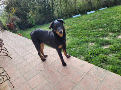 Étalon Berger de Beauce - ARAGORN du bosquet Guillaume