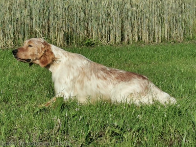 Étalon Setter Anglais - TR. TALLINN Du Long Bec D'enchanet